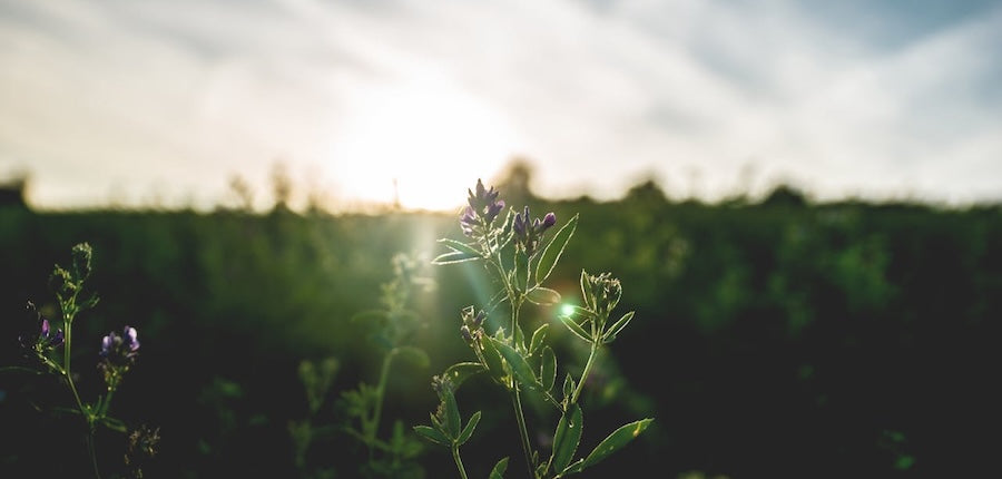 How Bamboo Jammers Can Make Your Morning Routine More Relaxing