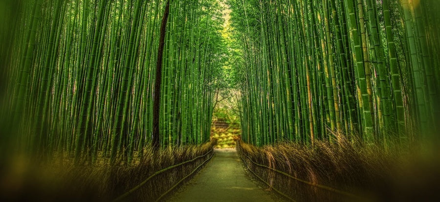 The Science Behind Viscose from Bamboo: Why It Feels So Good